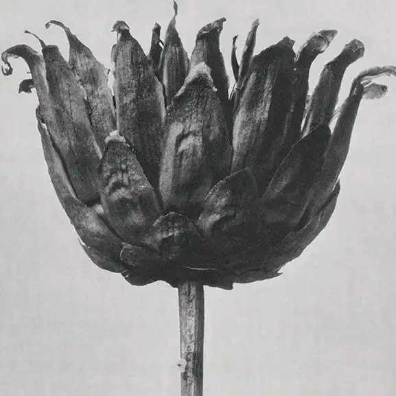 Lorem ipsum sit dolor 1 star thristle flower